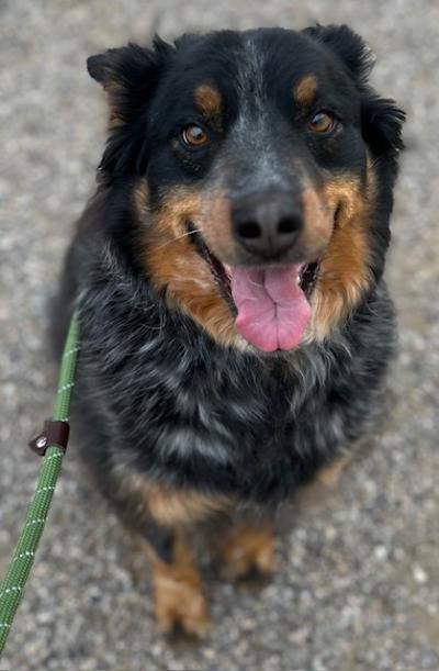 Heeler type dog outside on a leash, smiling with tongue out